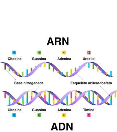 ácidos nucleicos ADN y ARN